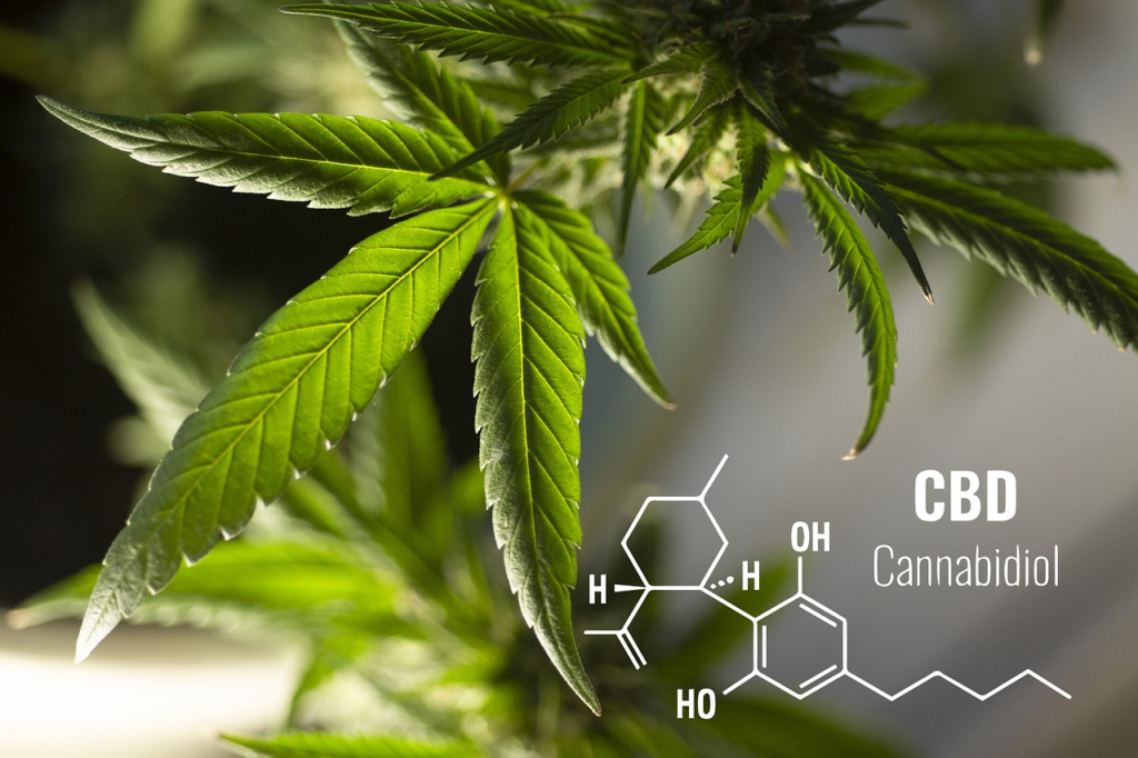 O CBD (canabidiol) é o composto mais estudado.